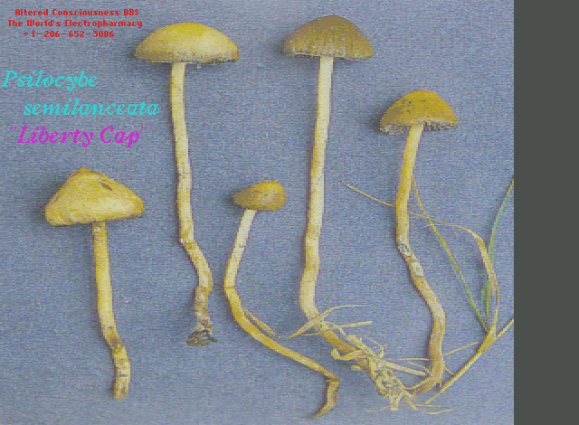 Psilocybe semilanceata.gif